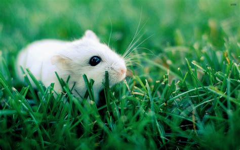 x hamster free pics|300+ Free Hamsters & Nature Photos